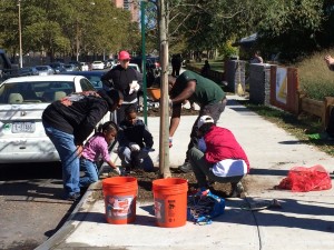Volunteers add mulch to a street tree right outside the garden (ELIZABETH GOLDBAUM/THE BRONX INK)