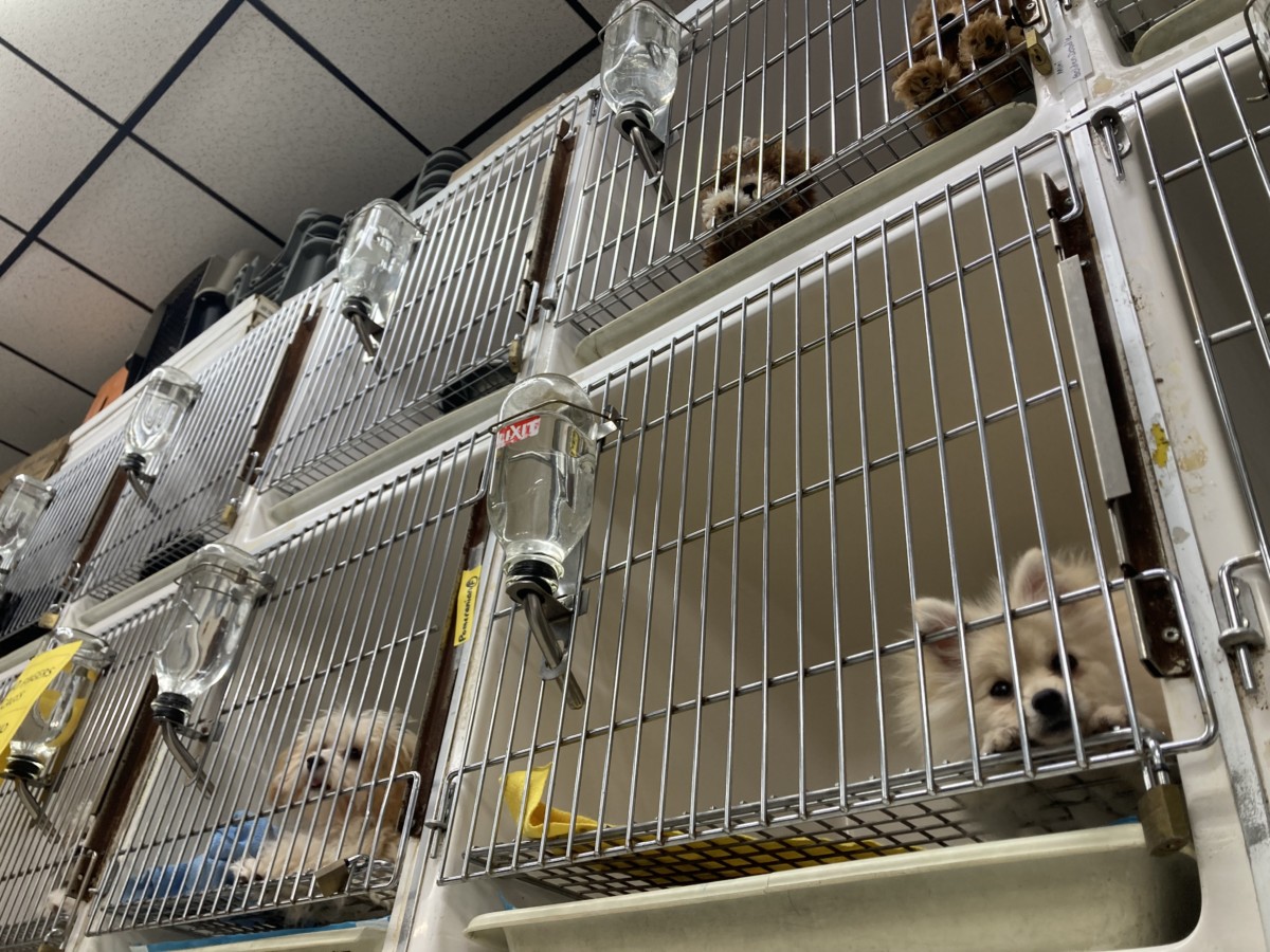 two rows of metal crates each have a dog peering out