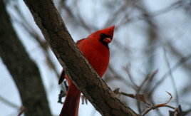 On Saturday mornings, Van Cortlandt Park is for the birds